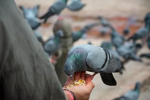 Man Feeding Pigeon Foto stock