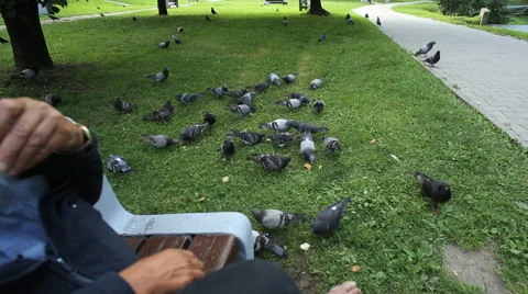 Man feeding pigeons Stock Footage 42178130
