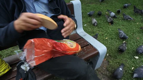 Man feeding pigeons Vídeo Stock 42178361