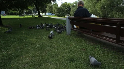 Man feeding pigeons Stock Footage 42178639