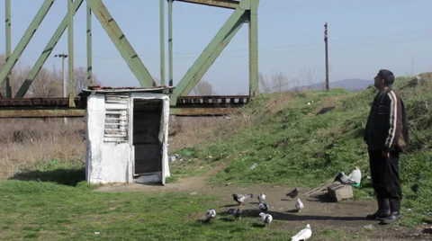 Man feeding pigeons in front of the loft. Birds pecking in grass. Medium shot. Stock Footage 35768972