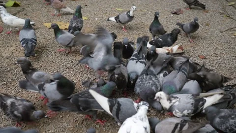 Man feeding pigeons on the ground. Vídeo Stock 248666346