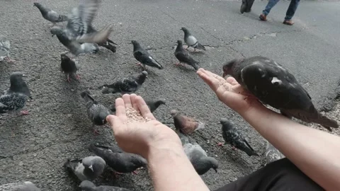  Man Feeding Pigeons In The Park  Video stock 151390205
