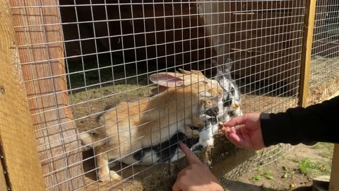 Man feeding rabbits in a cage, decorative funny rabbits, petting zoo Stock Footage 221196965