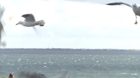 Man feeding seagulls bread Stock Footage 92473678