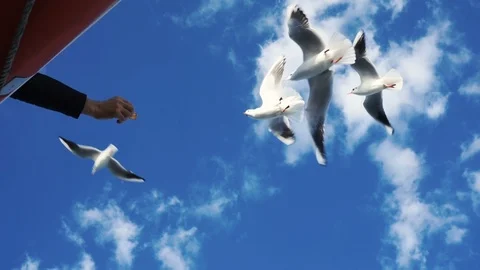 Man Feeding The Seagulls With Crackers Stock Footage 86273152