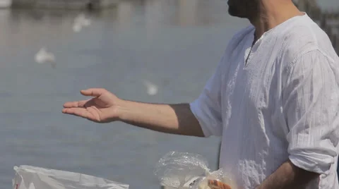 Man feeding seagulls on the pier Stock Footage 36737402