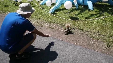Man is feeding a squirrel nuts from a hand in the park Stock Footage 114515411
