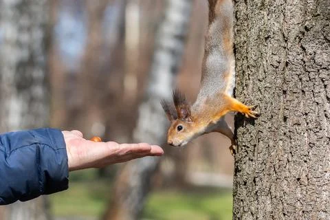 Man feeding a squirrel in the spring park Stock Photos