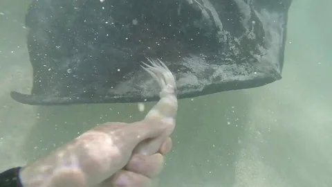 Man feeding stingray with hand in Antigua closeup view of eating Stock Footage
