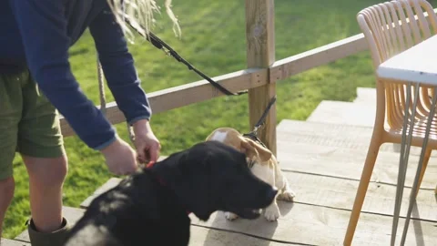 A man is feeding two dogs, one of which is a black lab Stock Footage 295369411