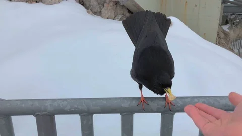 Man feeds alpine chough at the skiing centre in Austrian Alps Stock Footage 96167413