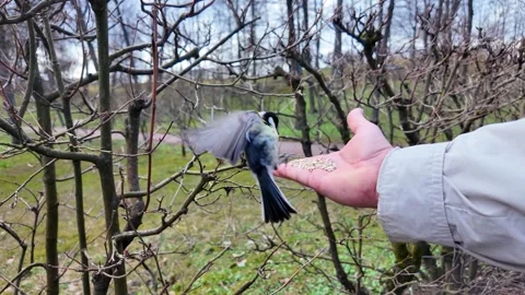 A man feeds birds by hand in a spring park Stock-Footage 335083778