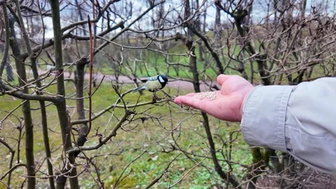 A man feeds birds by hand in a spring park Video stock 335083796