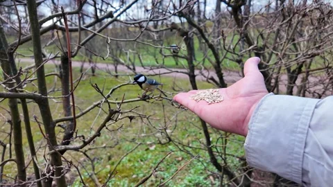 A man feeds birds by hand in a spring park Stock-Footage 335085098