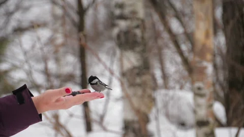 Man feeds birds in winter Video stock 168896448