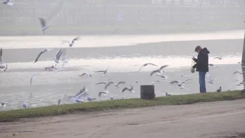 Man feeds black-headed gulls. 4352 库存影片 146523510