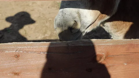 Man feeds carrots to a donkey	 Stock Footage 282819339