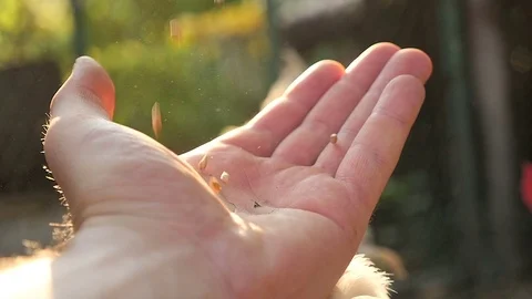Man feeds a chicken from his hand Stock Footage 71042353
