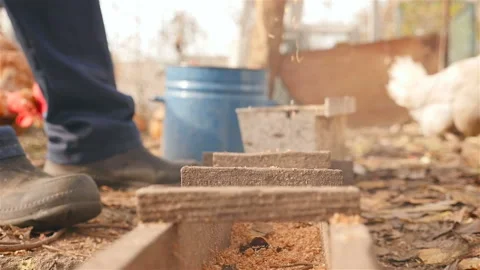 A man feeds chickens with grain from his hand Stock Footage 101025244
