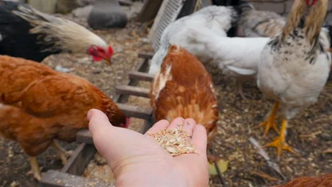 A man feeds chickens from his hand. Close-up Stock Footage 126064645