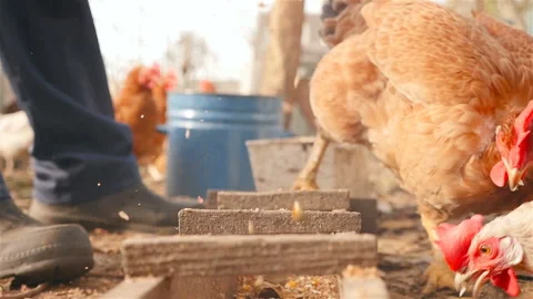 A man feeds chickens in the open air. Countryside. Slow motion Stock Footage 101025607