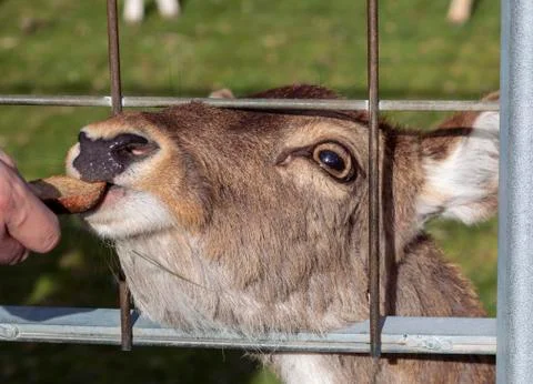 Man feeds deer in a cage with bread Stock Photos
