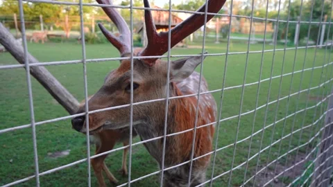 Man feeds a deer through a net Stock Footage 138793797