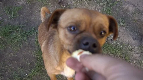 Man feeds dog Stock Footage 122927961