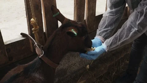 A man feeds a goat from his hands Stock Footage 249659042