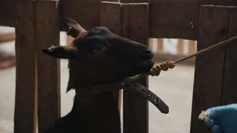 A man feeds a goat from his hands Stock Footage 250168859