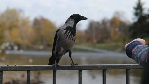 A man feeds a gray crow with bread from his hands Stock Footage 229859955