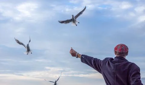 Man feeds gulls Stock Photos