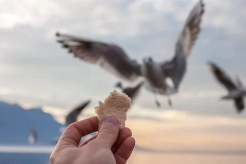 Man feeds gulls Stock Photos