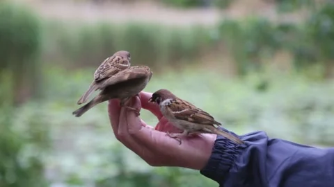 Man feeds from the hands of birds sparrows in a park in Tokyo Japan Stock Footage 101489023