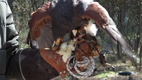 Man feeds Harris's hawk a dead chick that just hatched from an egg Stock Footage 249875009