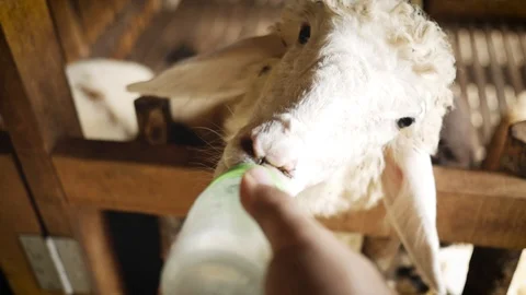 Man feeds lamb with milk Stock Footage 92226245