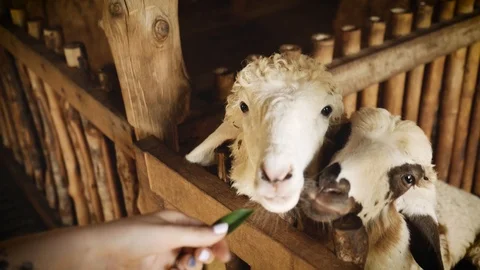 Man feeds lambs in farm Stock Footage 92226294