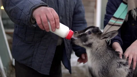 A man feeds milk from a bottle to a gray little goat. The goat is drinking milk Stock Footage 150888381