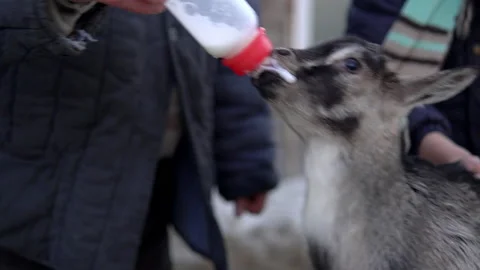 A man feeds milk from a bottle to a gray little goat. The goat is drinking milk Stock Footage 150889656