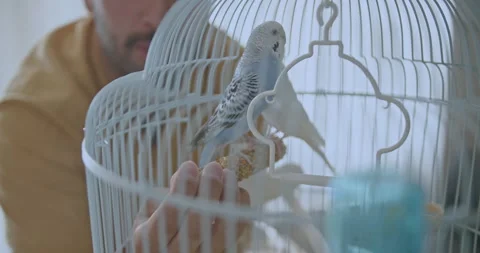 Man Feeds Millet Spray to Two Parakeets in a Cage: A Touching Moment of Stockbeeldmateriaal 306788073