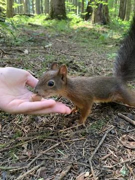 A man feeds nuts to a squirrel. Forest rodent prepares stocks for the winter. Stock Photos