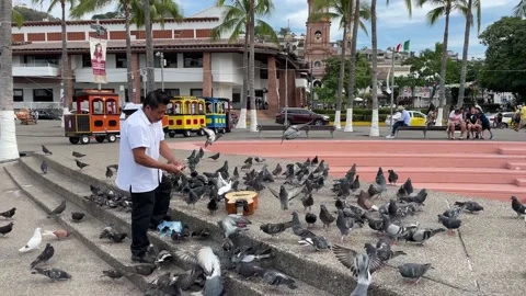 Man Feeds Pigeons On The Malecon In Puerto Vallarta, Mexico Stock Footage 167249202