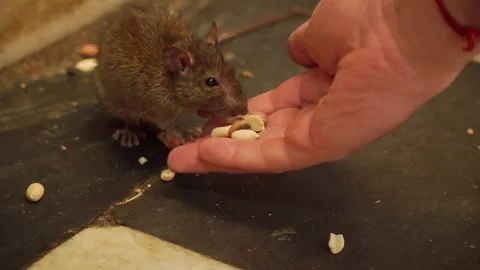 A man feeds a rat from his hand in the Karni Mata Temple, India Video stock 285051802
