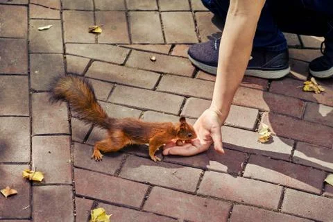 A man feeds a red squirrel nuts Stock Photos