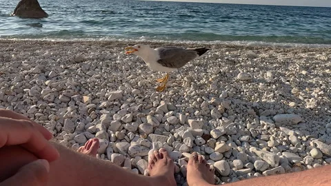 A man feeds a seagull against the backdrop of the sea. 스톡 동영상 330389317