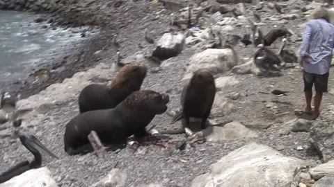 Man feeds the seal Stock Footage 157683693