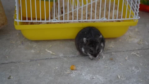 Man feeds a small hamster seeds Stock Footage 136257537