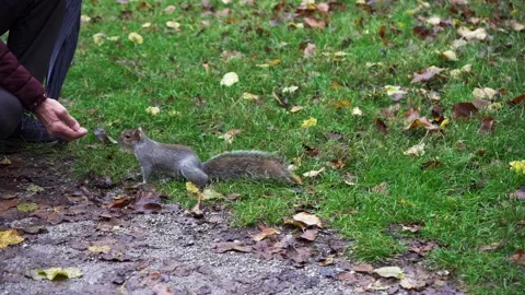 A man feeds a squirrel 動画素材 165241203