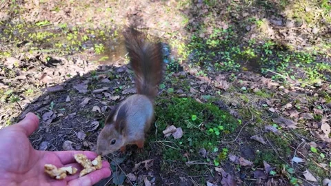 A man feeds a squirrel with his hand in the park Video stock 335082008